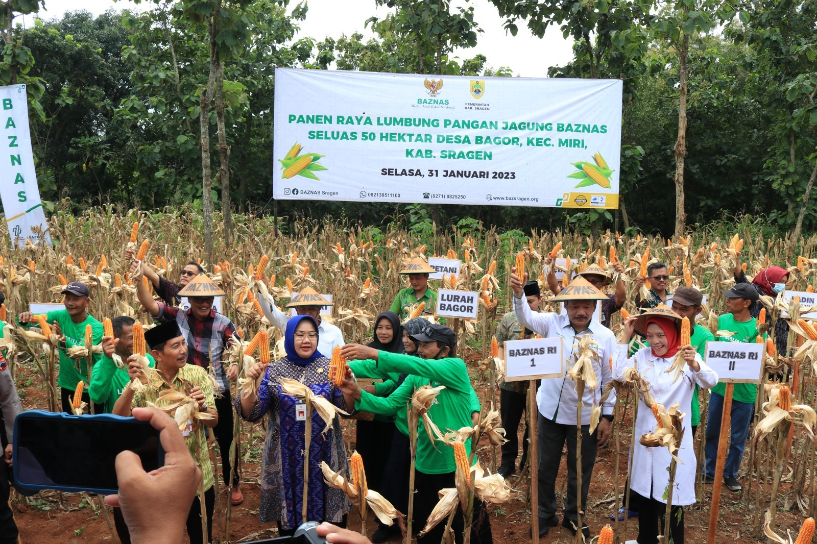 “Jagung Emas Sragen: Petani Binaan Baznas Panen Raya Perdana di Lahan 59 Hektar”
